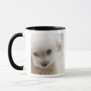 toy poodle mok