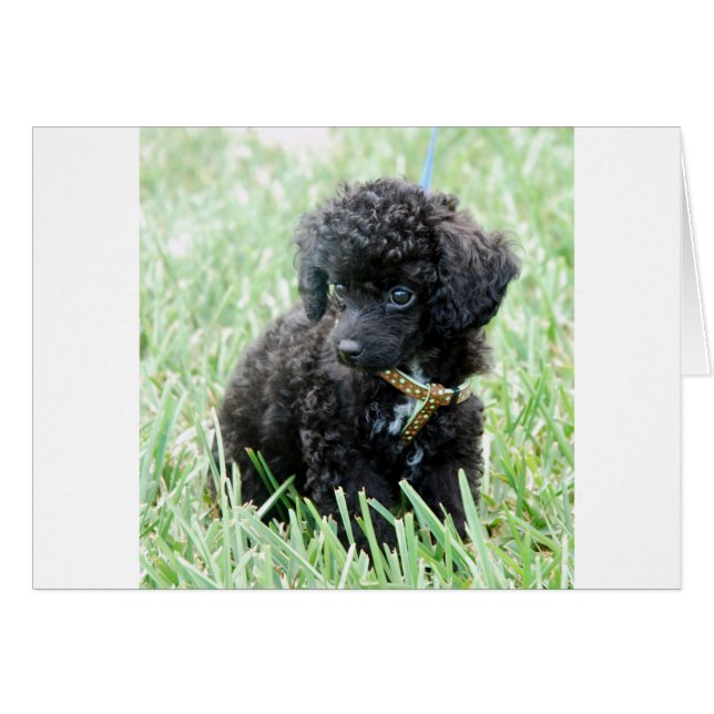 Toy Poodle Puppy (Devant horizontal)