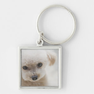 toy poodle sleutelhanger