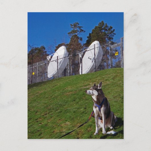 Tracker-hond Briefkaart (Voorkant)