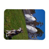 Tracker-hond Magneet (Horizontaal)