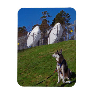 Tracker-hond Magneet