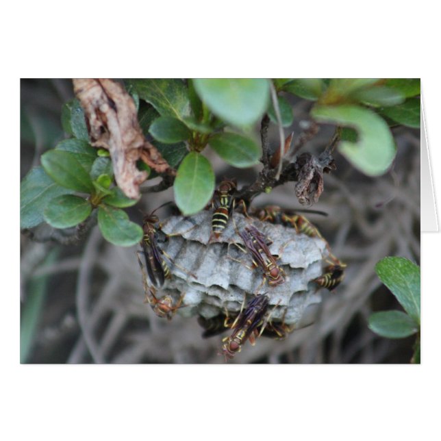 Tracker Jackers (Devant horizontal)