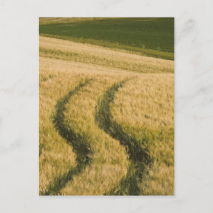 Tractors volgt door tarwe, Toscane, Italië Briefkaart