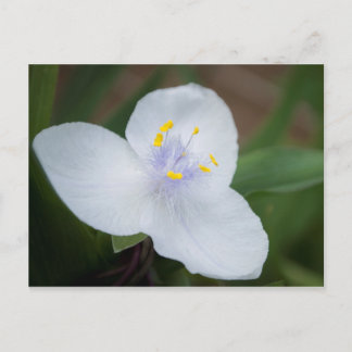 Tradescantia Andersoniana "Osprey"-bloem Briefkaart