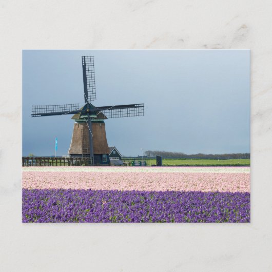 Traditionele windmolen met roze en paarse bloemen briefkaart (Voorkant)
