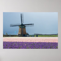 Traditionele windmolen met roze en paarse bloemen