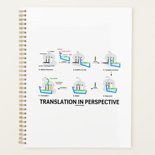 Traduction en perspective tRNA Biologie Protéine (Devant)