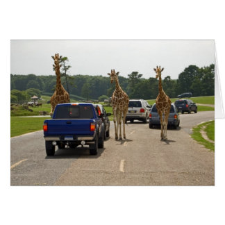 Trafic entrant