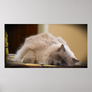 Trage dagen, poster