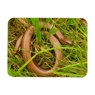 Trage worm Magnet Magneet