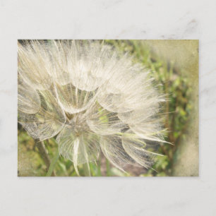 Tragopogon dubius - Gele geitenbaard Briefkaart