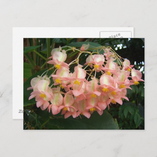 Trail Begonia Briefkaart (Voorkant / Achterkant)