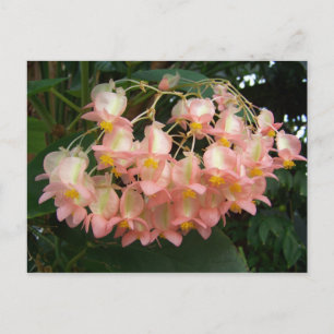 Trail Begonia Briefkaart