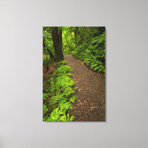 Trail door het bos canvas afdruk