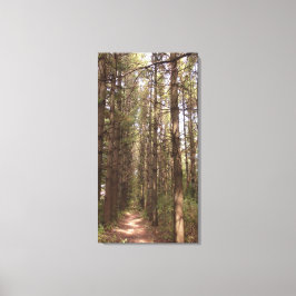 Trail in a Pine Tree Forest Photo Canvas Afdruk