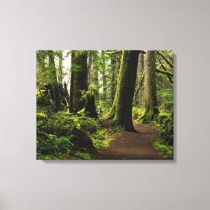 Trail onder Giants Canvas Afdruk