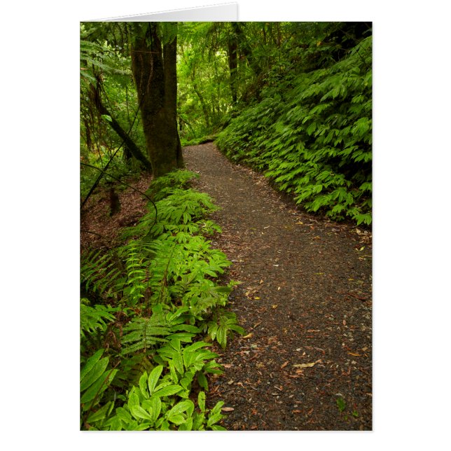 Trail Through the Forest (Devant)