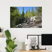 Trail to Alberta Falls Poster (Thuiskantoor)
