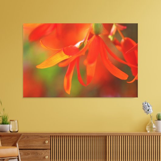 Trailend Oranje Begonia Canvas Afdruk (Insitu (Woonkamer))