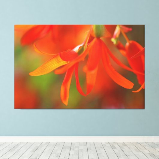 Trailend Oranje Begonia Canvas Afdruk (Insitu (Houten vloer))