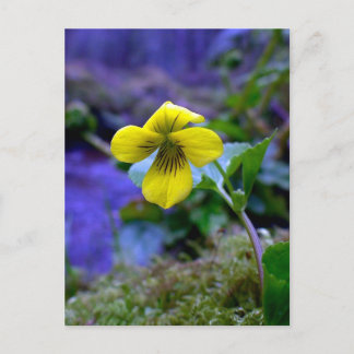 Trailing Geel Violet 01 Briefkaart