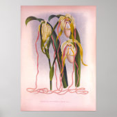 Trailing Orchids -Cypripedium Selenipedium Poster (Voorkant)