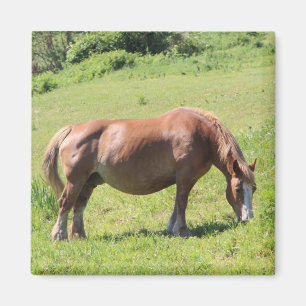 Trait Breton paard in een veld in Bretagne Magneet