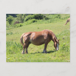 Trait Bretonse paard Briefkaart