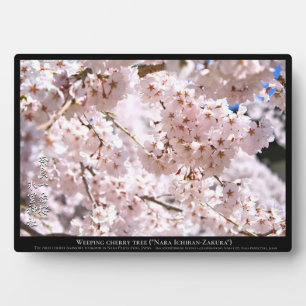 Tranende kersenboom ("Nara Ichiban-Zakura") Fotoplaat