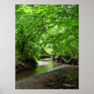 Tranquil Curvy Stream Forest Poster