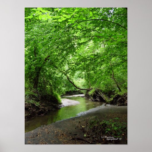Tranquil Curvy Stream Forest Poster (Voorkant)
