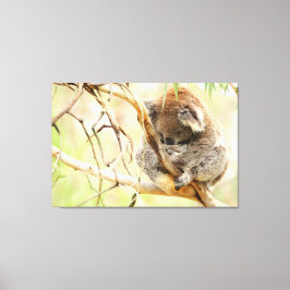 TRANQUIL KOALA 32x48 Canvas Afdruk
