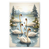 Tranquil Swan Serenity: Familie Wall Art Collectie Foto Afdruk (Voorkant)
