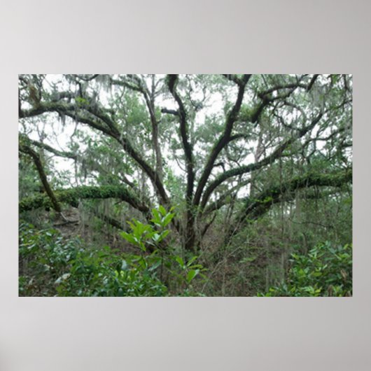Tranquil Tree-Poster en -afdrukken Poster (Voorkant)
