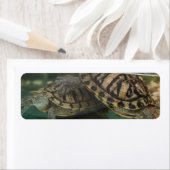 Tranquil Turtle Reflection Label (Insitu)