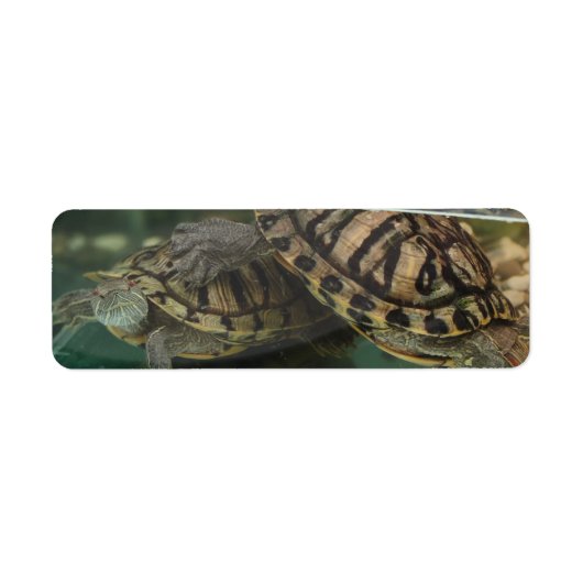 Tranquil Turtle Reflection Label (Voorkant)