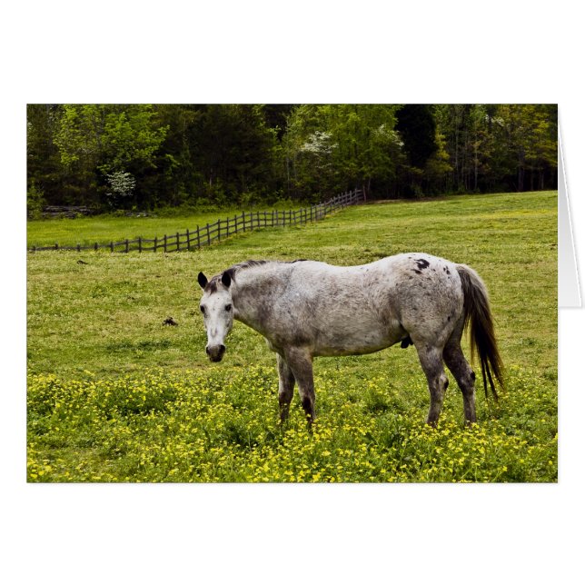 Tranquilité (Devant horizontal)