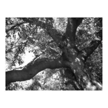 TranquiliteitsPoster