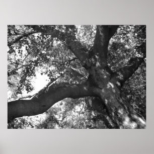 TranquiliteitsPoster Poster