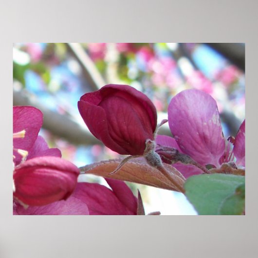 Tranquilo Poster (Voorkant)