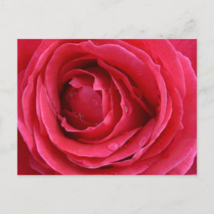 Transcendentie Roos Vakantie Briefkaart