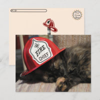 Transfert postal - Carte postale de chat mignon -