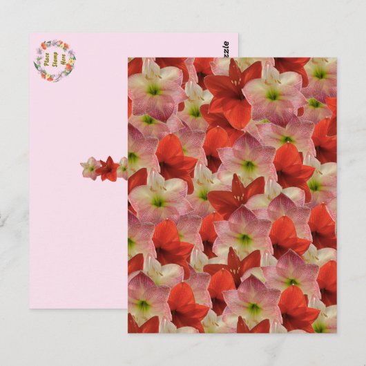Transfert postal - Carte postale florale Amaryllis (Devant / Derrière)