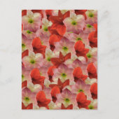 Transfert postal - Carte postale florale Amaryllis (Devant)