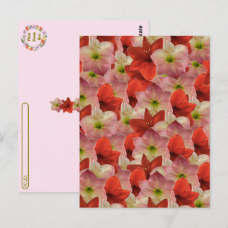 Transfert postal - Carte postale florale Amaryllis