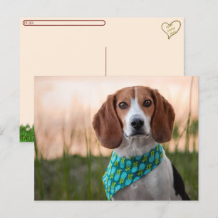 Transfert postal - Carte postale Foxhound