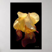 Translucent Iris Poster (Voorkant)