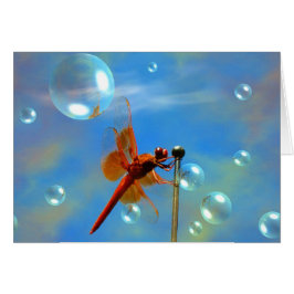 Transparante rode dragonfly