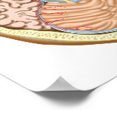 Transversale sectie van de middenhersenen poster (Hoek)